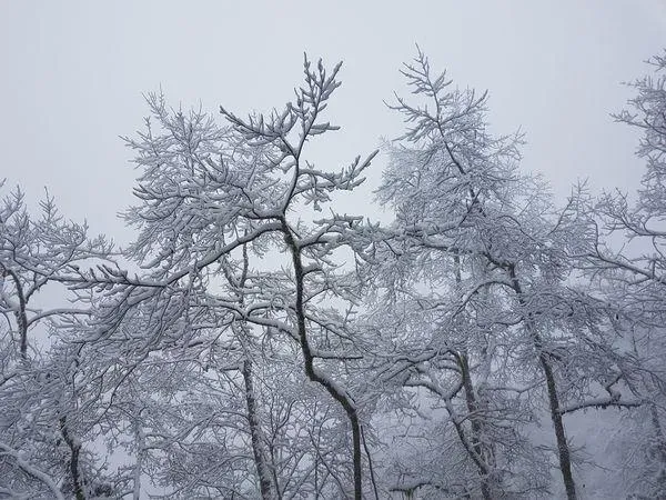 最強寒流準備迎雪！宜蘭太平山1/22起預警性管制　開車注意車數上限