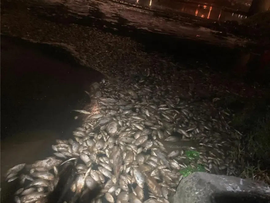 觀音大堀溪逾萬魚屍漂浮！科慕管線破裂釋毒　桃市府重罰600萬