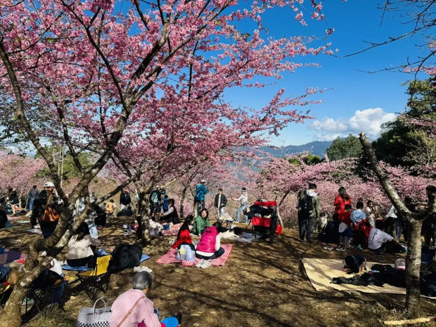 影/高雄桃源櫻花季攜「原」味市集熱鬧登場　花瓣雨野餐超chill