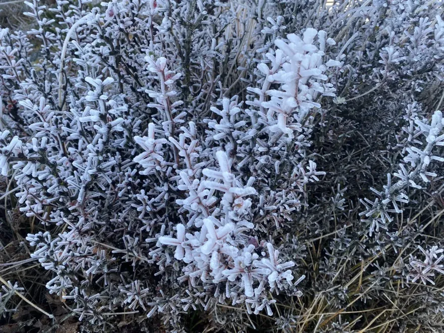 追雪前先搞懂！「雪、霰、霜、霧淞」形成過程、質地大不同