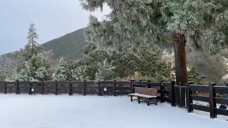 影/太平山-3°C也飄雪了！厚度3公分、搶看車潮塞爆　一片銀白畫面曝