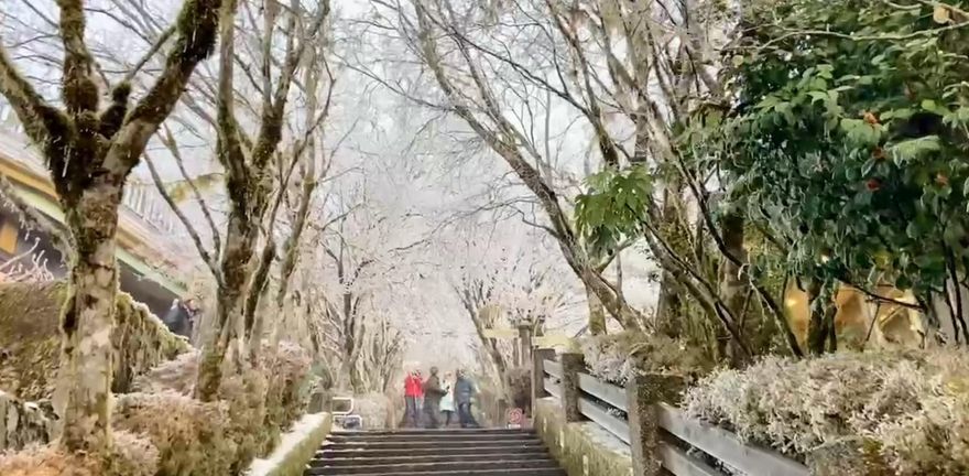 影/太平山霧淞美景如仙境！雪停後體感下飆-6°C　上山不需掛雪鏈