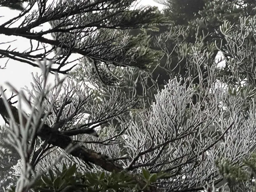 影/不輸北台灣雪景！屏東北大武山稜線降霧淞　銀白世界畫面曝