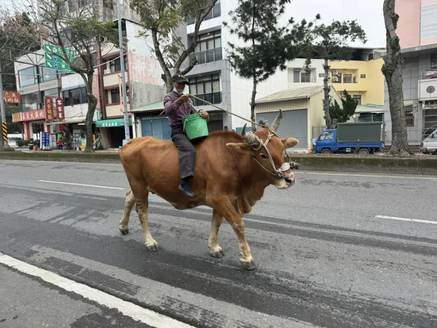 影/埔里甘蔗阿北「大街上騎牛」　在地人曝：超有名