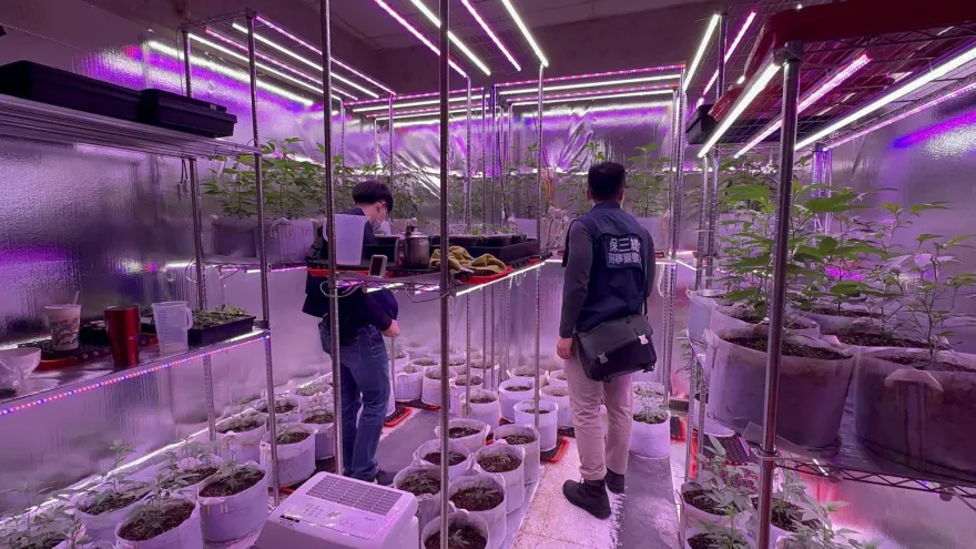 影/台南小吃店暗藏大麻農場！警員喬裝路人率警犬「馬肯」立大功