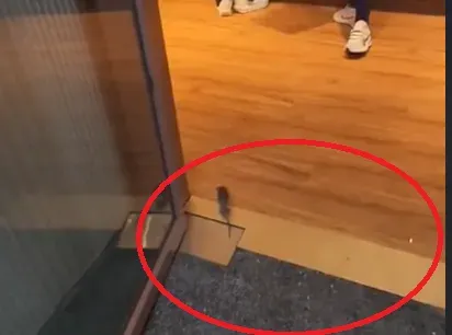 影/難道是料理鼠王？小老鼠大步走進「超甲組」　店員見狀慌了：ㄟ！
