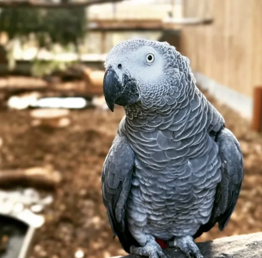 英國5隻鸚鵡愛罵髒話還教壞同伴　動物園出動92隻鸚鵡用「鳥海戰術」感化