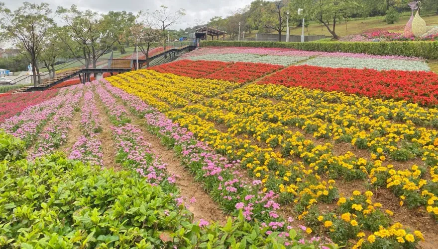 不用去北海道！「台版富良野」現身北投　三層崎花海美景等你來玩