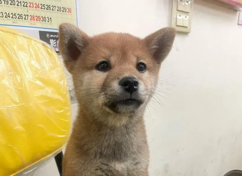 發「柴」啦！彩券行柴犬連汪9聲　新北男刮刮樂爽中100萬