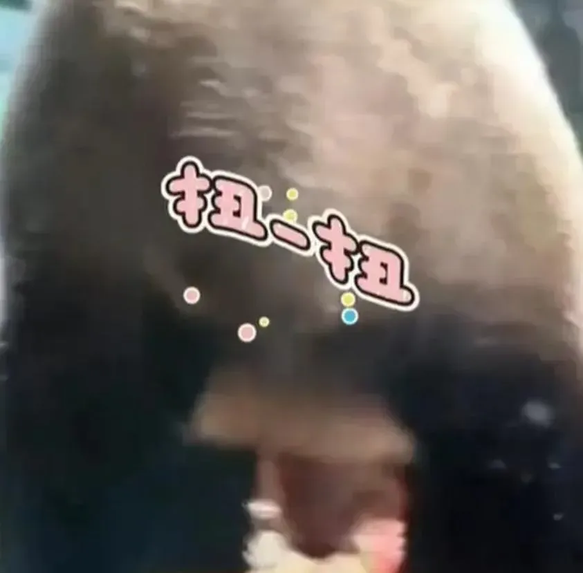 影/辣眼睛！貓熊「狂抖性感電臀」直播被停10分鐘　網友笑翻：被封第一熊