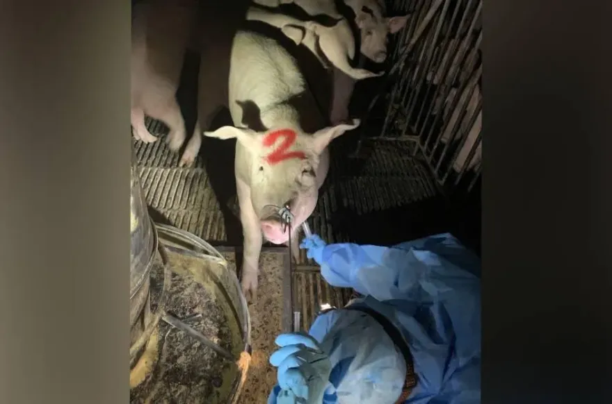 不能說的秘密！小型豬場混用瘦肉精降成本　豬農控：農委會根本沒在把關