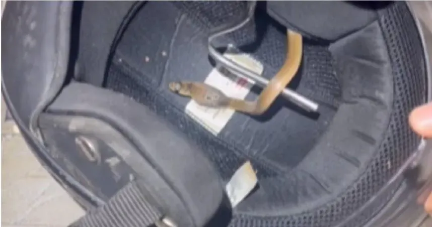 好溫暖？安全帽內襯鑽出一條眼鏡蛇嚇壞男子　網驚：以後記得檢查