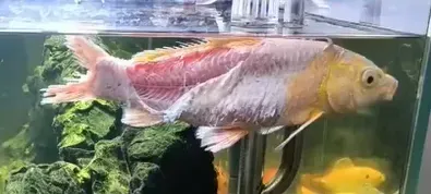 影／黃金錦鯉「越獄變烤魚」放回水缸驚現奇蹟！網：遍體鱗傷也要活得漂亮