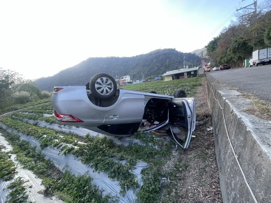 影/聊天太投入！苗栗車「種進」草莓園四腳朝天　駕駛、乘客爬出來