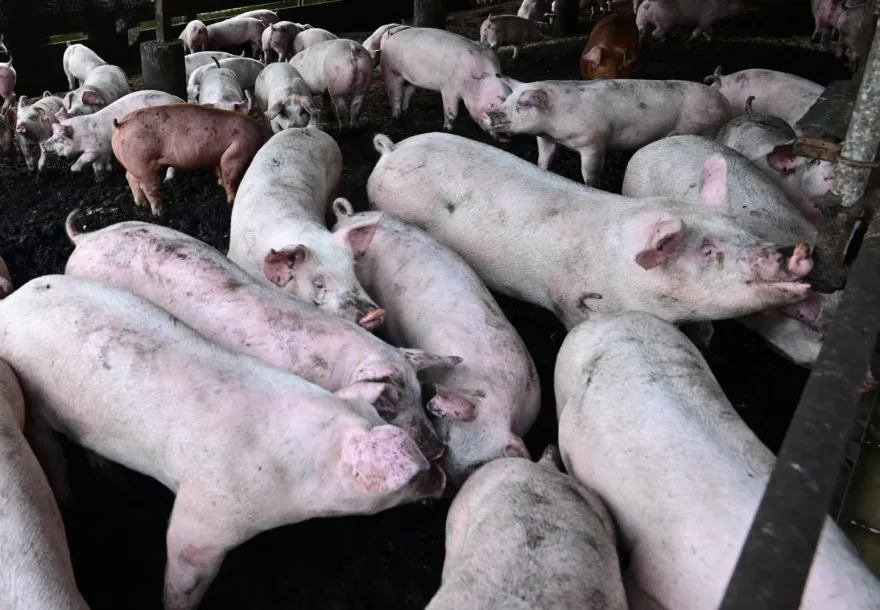 台中市六次皆檢出！台糖瘦肉精豬肉來源從何來？農業部肉品檢驗恐存許多漏洞