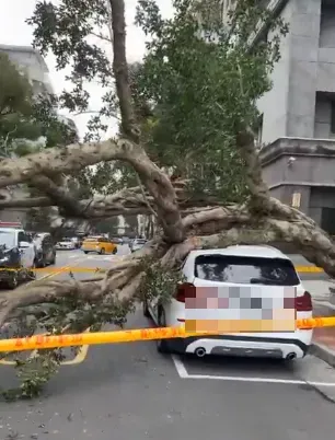 快訊/碰！北市仁愛路四段「大榕樹突倒塌」　82歲婦急送醫、BMW遭砸凹