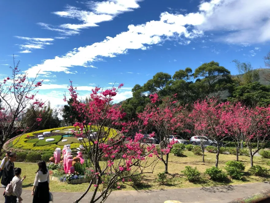 陽明山花季開跑！櫻花盛放　杜鵑、水仙、紫藤處處打卡好風景