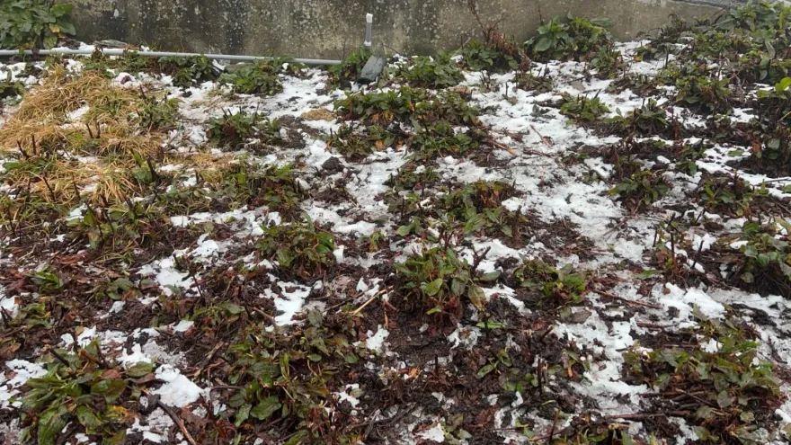 影/合歡山溫度「跌破0度」！路上雪花點點　遊客上山做好保暖