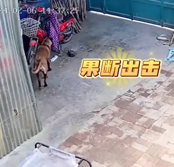 影/汪汪隊立大功！電動單車充電爆火光燃燒　機警犬1舉動成功阻止火災
