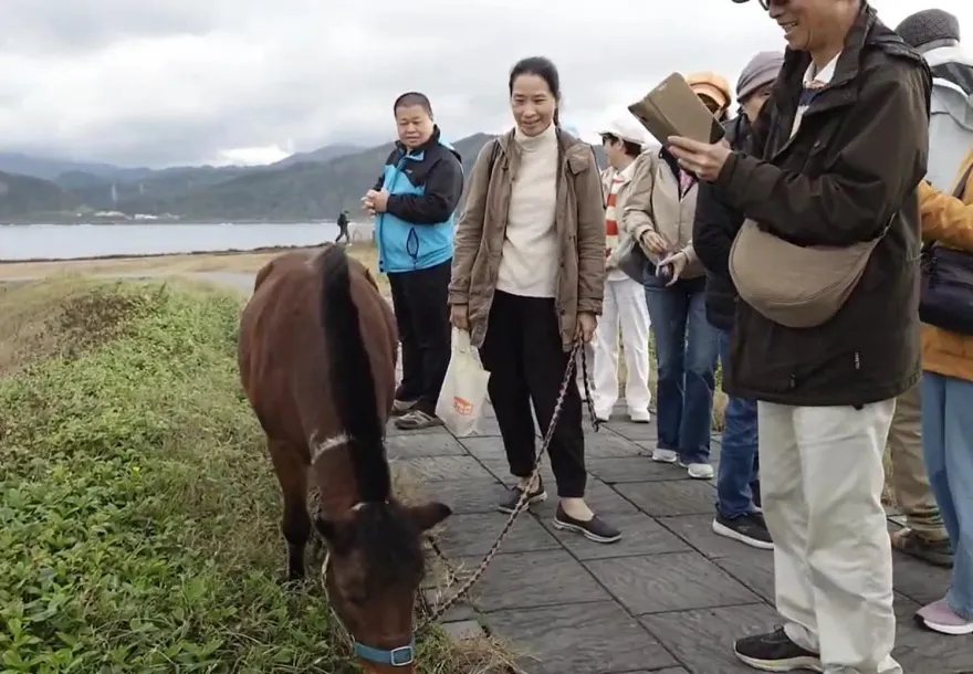影/可愛小馬「巧克力」現身基隆八斗子！商家主動賞零食　超萌畫面曝光