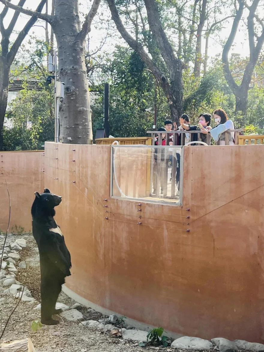 影/工讀生穿幫了？壽山動物園黑熊「波比」初三站起來拜年　身材筆直