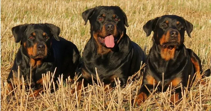 「3大型犬」突衝出撕咬！慢跑男慘死樹林…目擊者：想救但無能為力