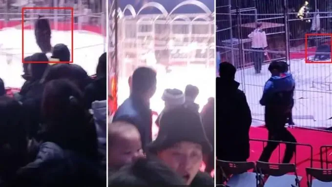 影/馬戲團表演看到一半...黑熊突暴走爬圍欄　觀眾嚇壞拔腿狂奔