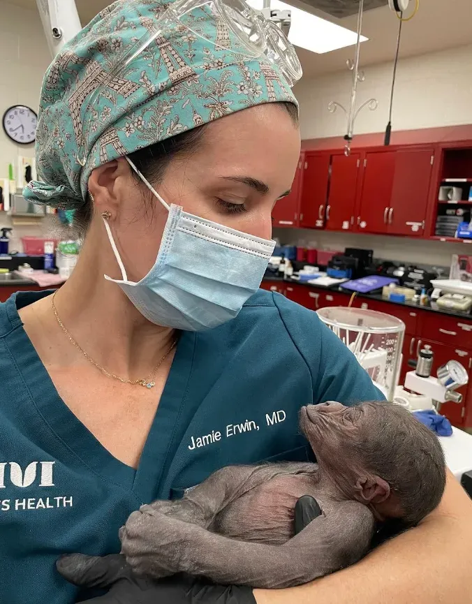 懷孕大猩猩出現子癇前症　動物園為牠打造婦產科團隊剖腹生寶寶