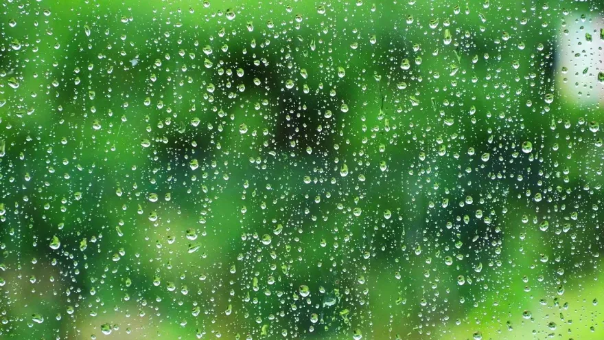 雨水養生要「慢」活！　中醫推疏肝排濕茶飲、按3穴位