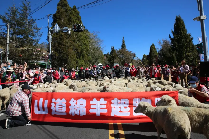 清境農場現113隻「山道綿羊」奔馳台14甲線！　3000民眾邊追邊賞花