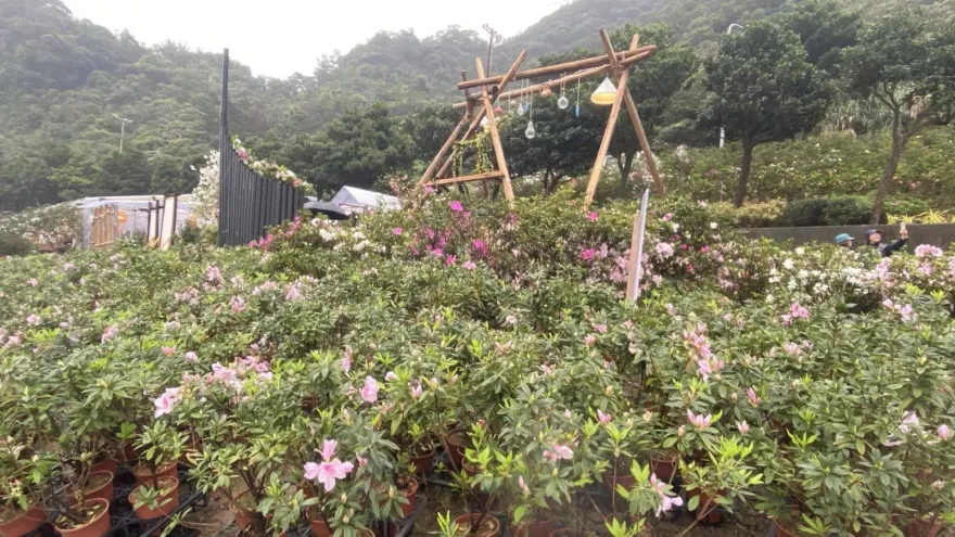 2024萬金杜鵑花海登場！北海岸2萬株粉紅饗宴浪漫綻放