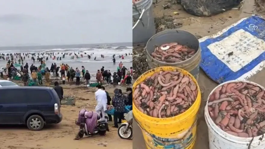 影/山東海邊驚現大量「陰莖魚」！民眾一窩瘋狂撈「溺水頻傳」消防快崩潰