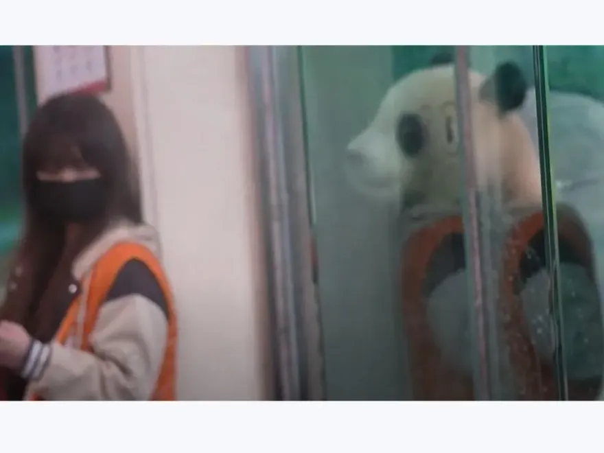 大貓熊圓寶「撲玻璃嚇保全」！碰一聲嚇傻　網笑：無法禁止動物拍玻璃