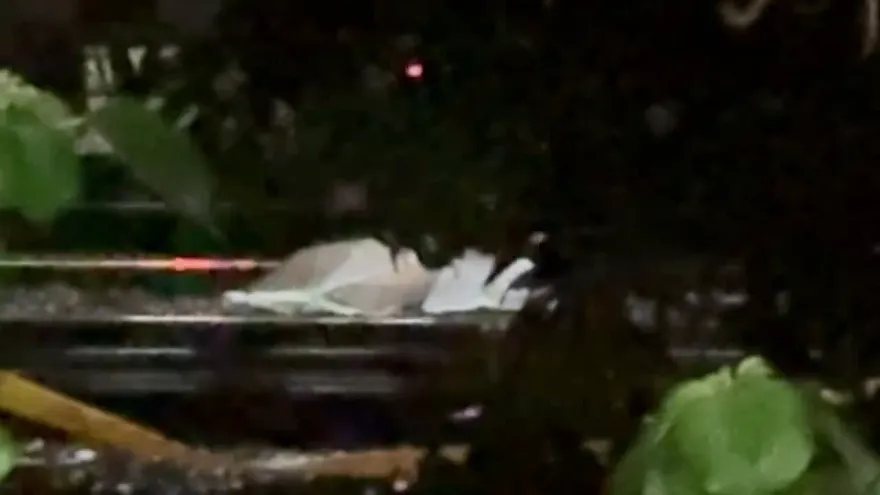 快訊/開車衝撞八堵派出所嫌犯　徒步逃逸闖越鐵道遭火車撞碎屍塊四散
