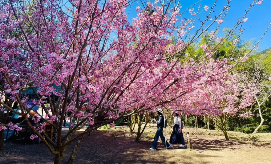 雲林追櫻雪！「石壁美人谷」盛開9成　花期到3/10還有市集逛
