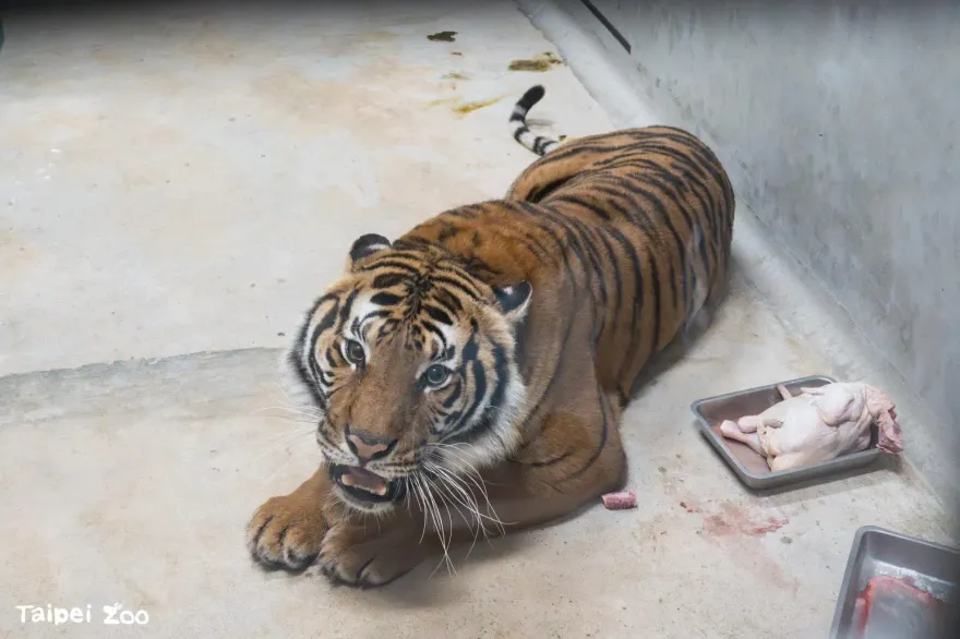 2隻極瀕危母老虎嬌滴滴！法國飛來台北動物園作客　開心吃全雞