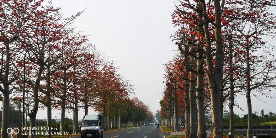 雲林虎尾「木棉花道」剃成光頭！網民兩派論戰　鎮公所回應了