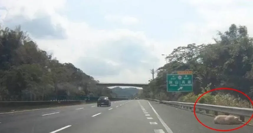 太離譜！國道三號「豬屍」橫躺路肩　駕駛嚇壞險釀車禍