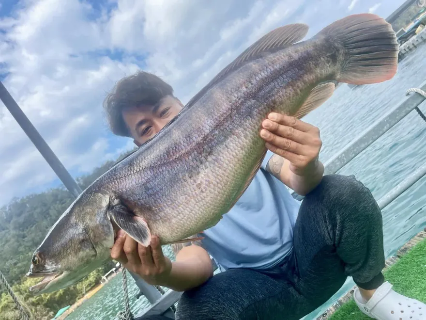 影/「潭中惡霸」貪吃落陷阱！釣客爽釣12台斤「抱卵」胖魚虎　他曝捕獲原因