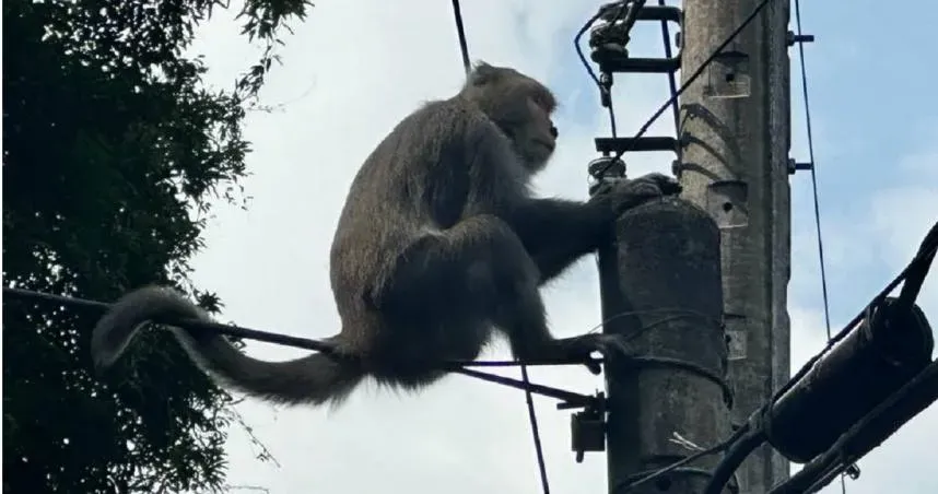 社區邊緣猴群回來了！　鄭明典驚曝「數量不少」：遲早會和住戶起衝突