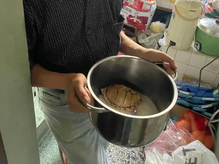 影/台南財運龜日光浴遭擄！警追到他家　電鍋準備做「龜燉飯」