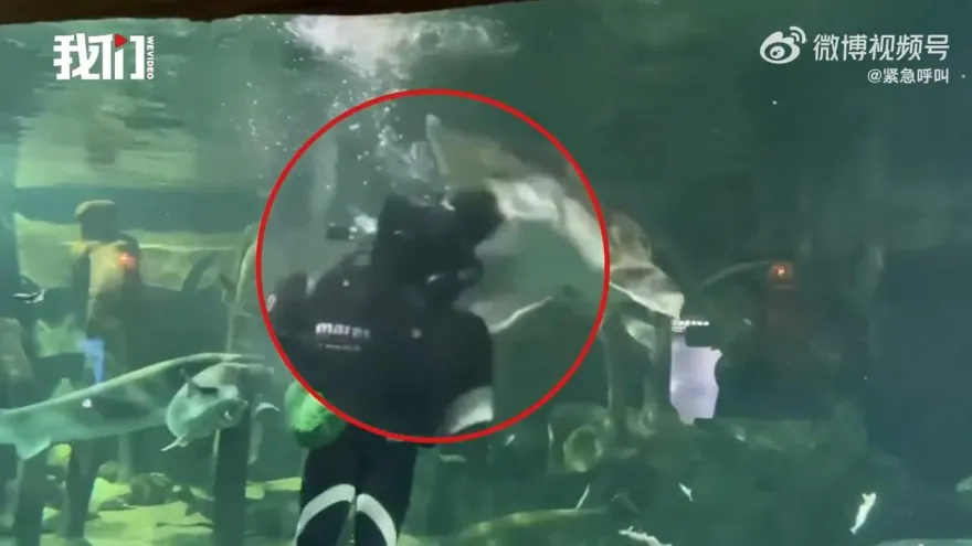 影/餓壞了！超巨鱘龍魚搶食突「張大嘴咬潛水員頭部」　遊客嚇呆驚呼