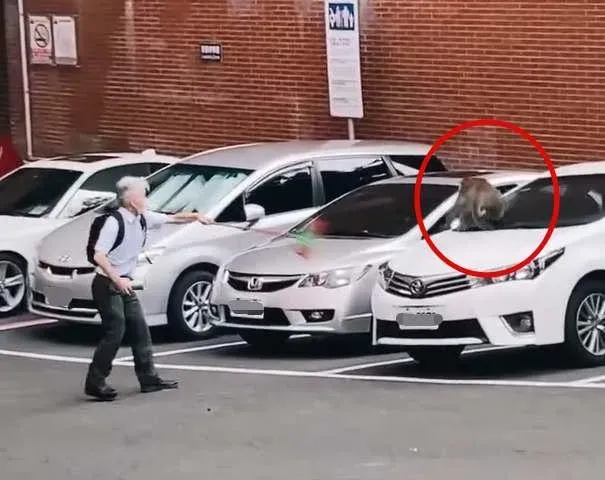 影/教授大戰猴子！拿掃把當武器「無敵迴旋轉」　網友讚爆：好強的臂力