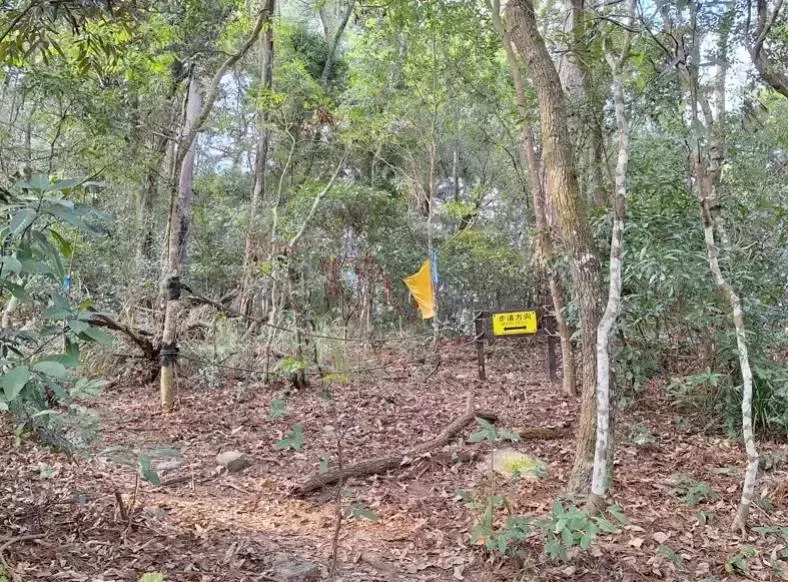快訊/55歲女獨自攀東卯山猝死步道！警消急派直升機將進行吊掛