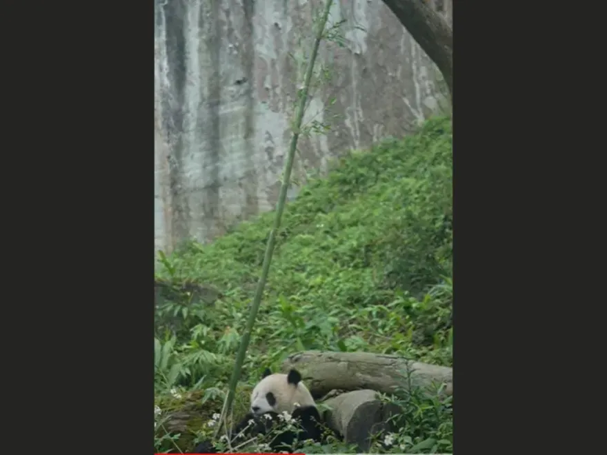 影/大貓熊圓仔爽吃「2層樓高竹子」！　粉絲看傻：牠自己打下來的