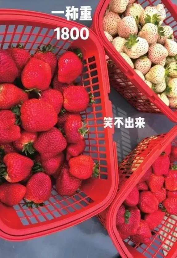 開心採草莓一秤重笑不出來…「3小籃要7900元」業者親揭原因