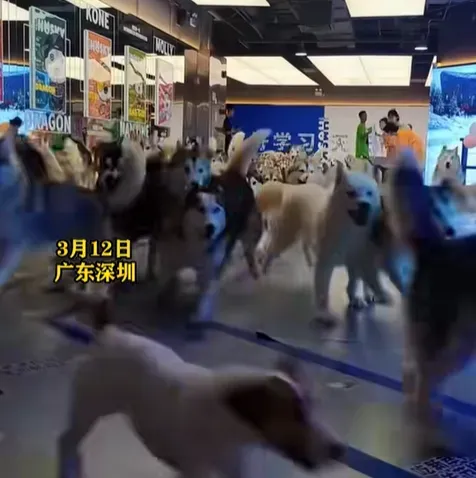 影/超壯觀！百隻哈士奇「集體越獄」商場內狂奔　打劫路人食物引驚嚇