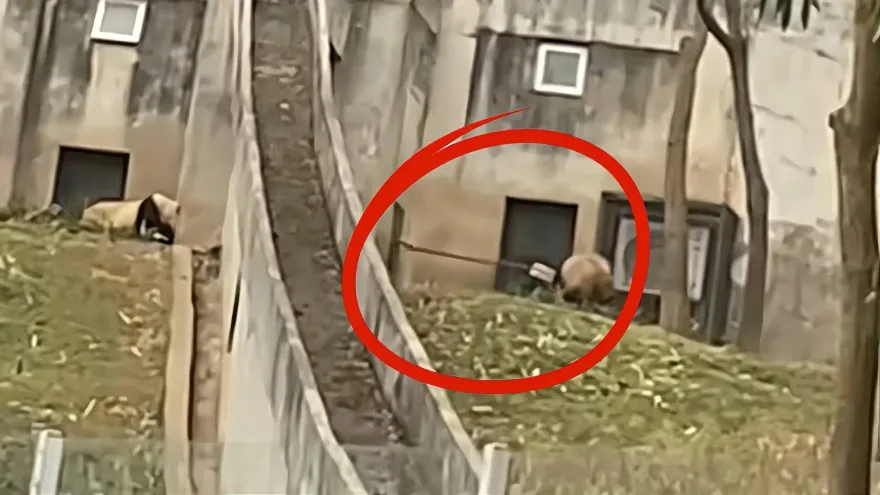 影/怎麼下得了手？拿鐵鍬猛敲貓熊　飼養員惹公憤下場曝光