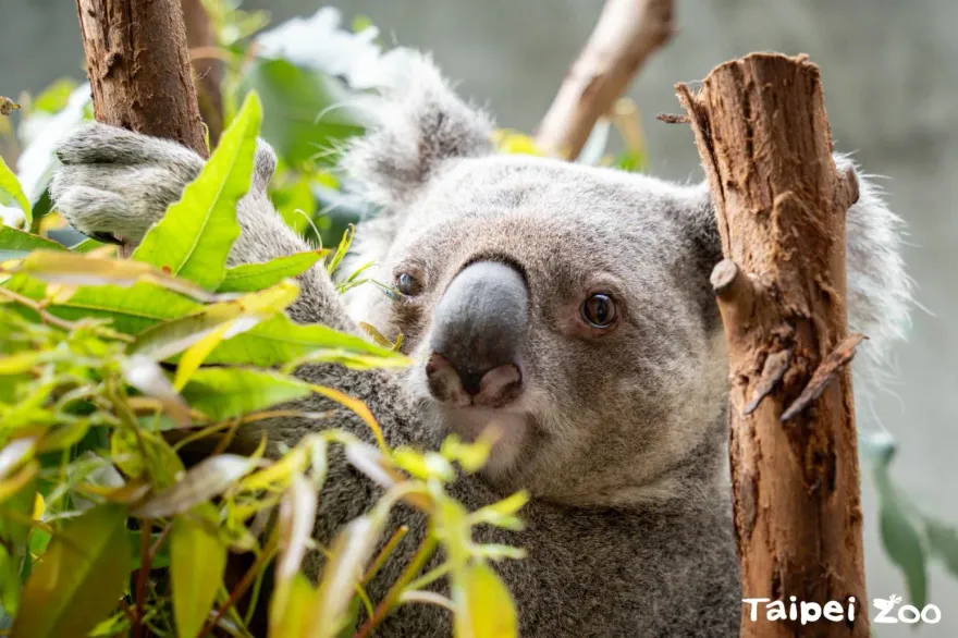 曾感染隱球菌症！木柵動物園無尾熊「金鋼狼」回來了　戶外復健練肌肉