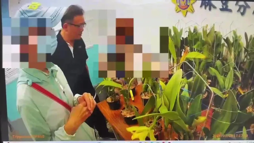 影/可惡！台南50盆百萬蘭花「嘉德麗雅」一夜消失　宜蘭「熟客」幹的